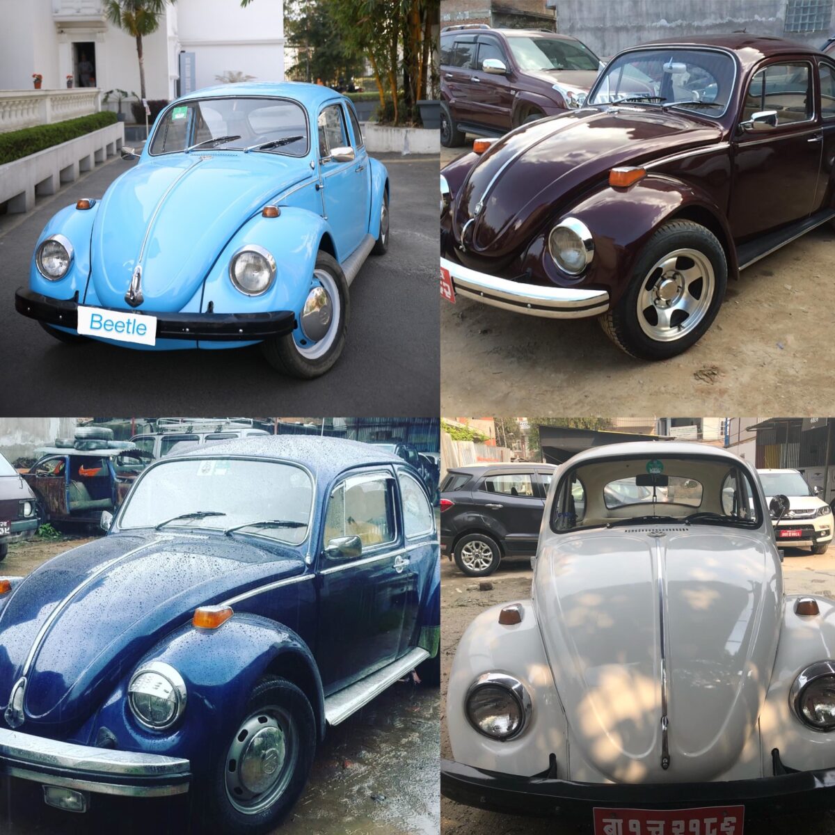 Beetles Available In Different Colors
